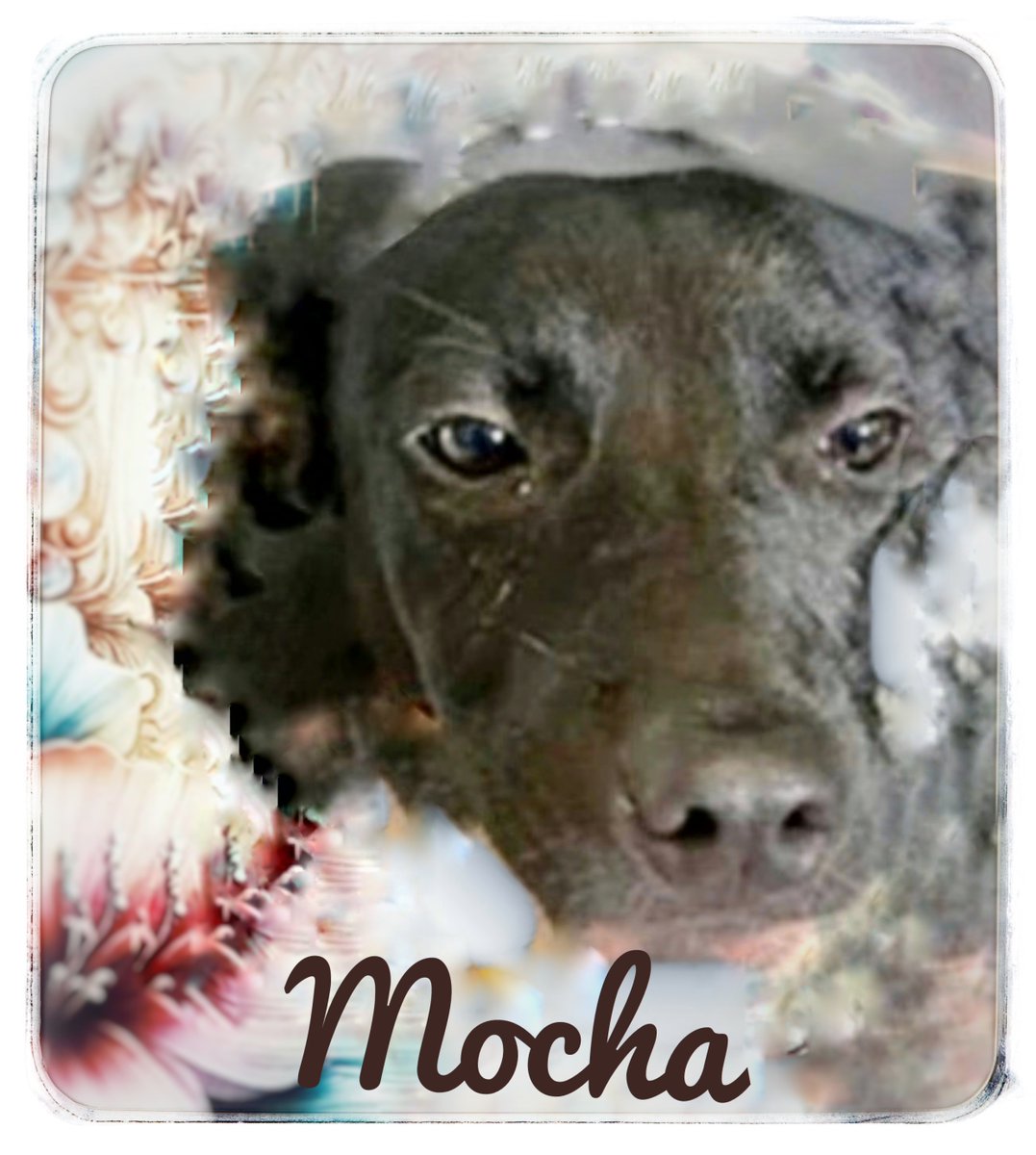 rothfarms's tweet photo. 🐕🚨⏰️#SaveMocha #A374224 Black dogs are at such a pictorial disadvantage. BUT this closeup pic highlights her angelic little face 😇 https://t.co/669vAJ5JRi
