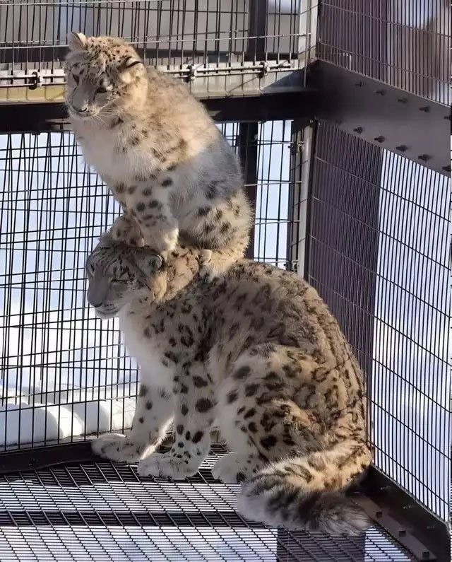 PunchingCat's tweet photo. I didn’t know they were stackable https://t.co/DrkCYWWmj7