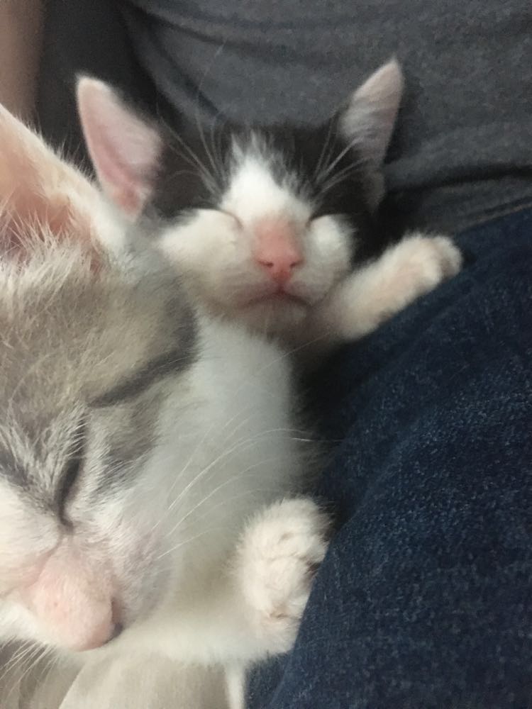 In late November, Molly and I ventured to #Montreal to bring our #RescueKittens, Chip &amp; Chai, to their forever home with our esteemed twitch follower Salinoc! The #RoadTrip was a success, and many #adventures were had!

#ReHomedKitten #NotQuiteThree #SmolBoop #AuRevoir