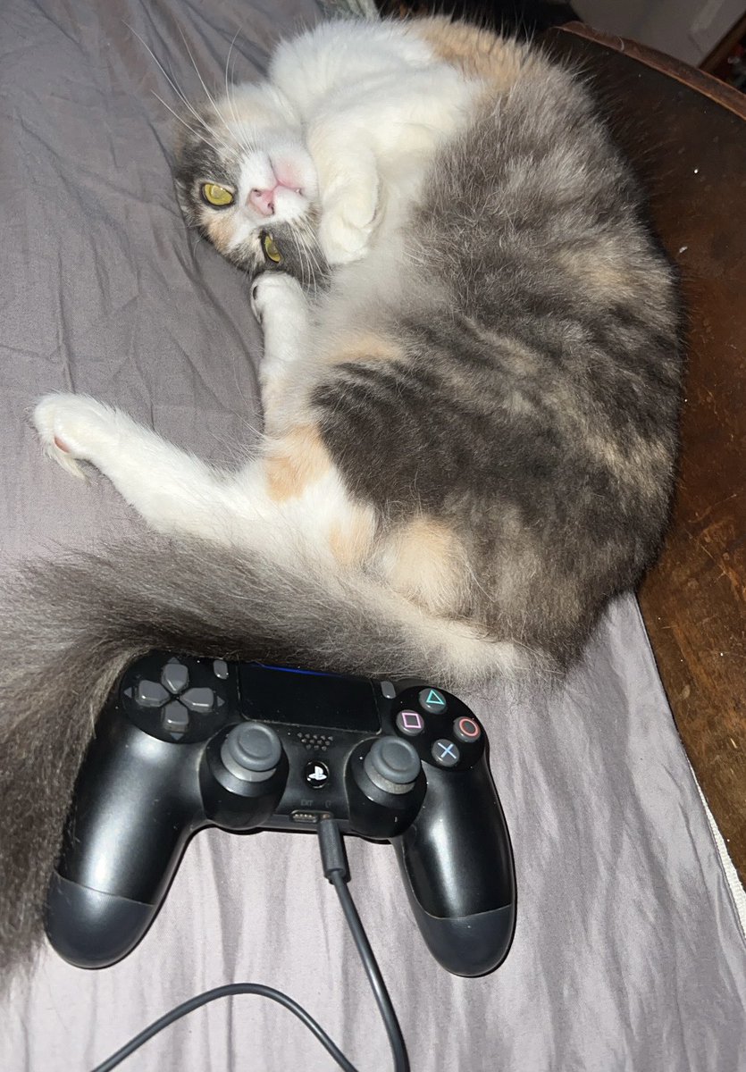 I think she wants attention