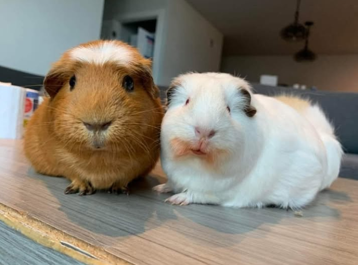 When you got carrot juice all over your face