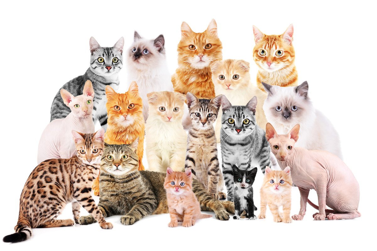 BoonBoon18184's tweet image. おはにゃー