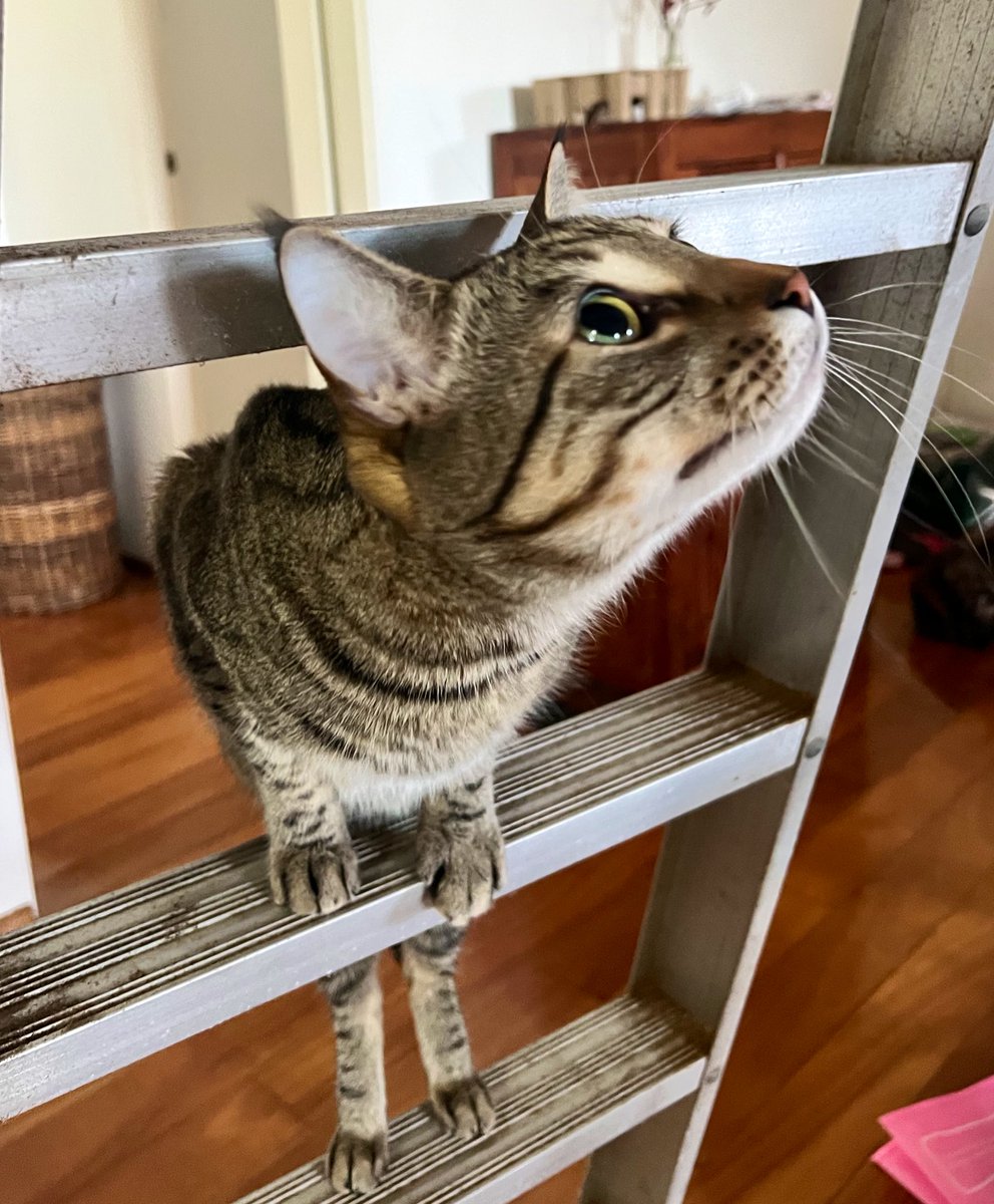 weskrantz's tweet photo. in a surprising development he likes ladders and “helping” with their deployment and use https://t.co/PpQ1kXfO27