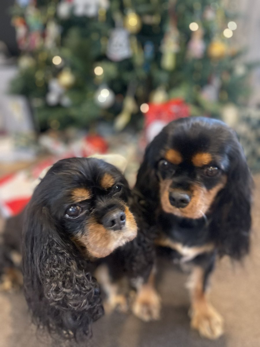 PoppySpaniel666's tweet photo. Today we are sitting close and thinking about our beautiful funny friend PL. Hopefully we’ll meet one day OTRB & go #mental together and scoff all the food! We will miss you always our lovely kind friend.💔#RememberingPL https://t.co/YzHq0x6NG1