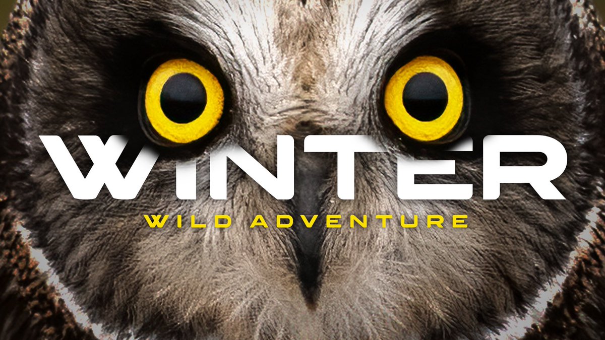 SimonJMcCabe's tweet photo. Wild Winter Adventure: Filming Birds I've Never Seen Before.

#WinterBirding,#UKWildlife,#Birdwatching,#Hoopoe,#SuffolkWildlife,#WildlifePhotography,#NatureDocumentary,#BirdingUK,#Bullfinch,#Minsmere,#Sizewell,#NatureLovers,#WildlifeAdventure 

https://t.co/i4mUbBdiHd https://t.co/H7ROQUuAvU