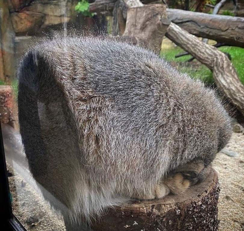 DailyManul's tweet photo. https://t.co/sdpqae2BP2