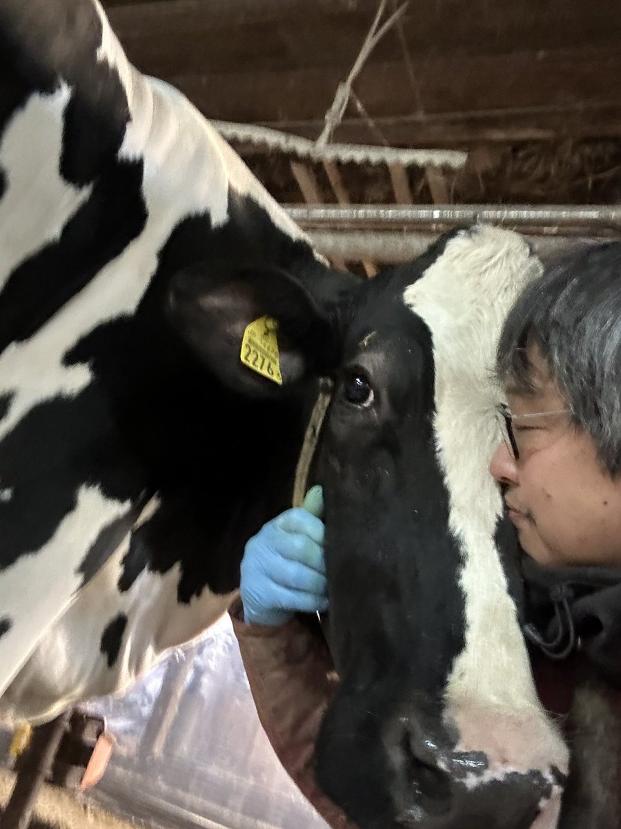 _NYUKATU's tweet image. 牛さんの優しい目が好き

今日も美味しい牛乳をありがとう🐮

#牛乳でスマイルプロジェクト