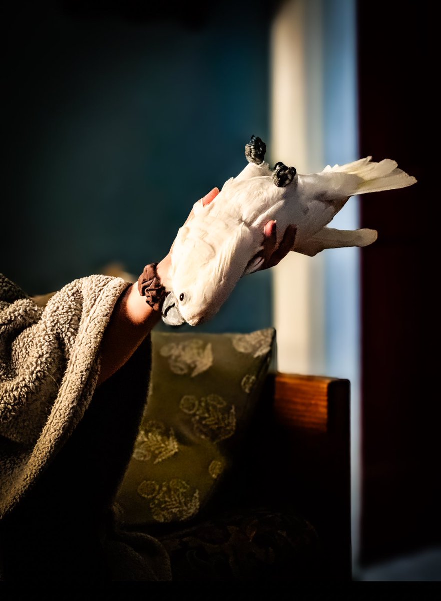 DrLectersMask's tweet photo. Dramatic #cockatoo

#DramaToo, if you will. 

She has just been freshly plucked from the woodwork. 😐😑😐

“OoOoHh!  i WaNt A pArRoT!” (No, you don’t 😂)

#BirdsOfTwitter #ParrotsOfX #BirdsOfX #ToddlerInAFeatherSuit https://t.co/wzFKN9iPYB