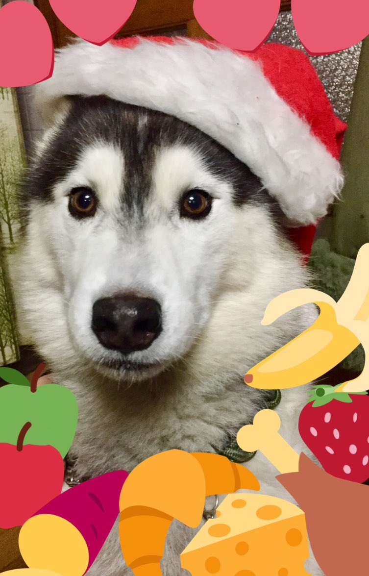 お空からメリークリスマスでしゅよー🤶🎄🎁
byバルト
#シベリアンハスキー
