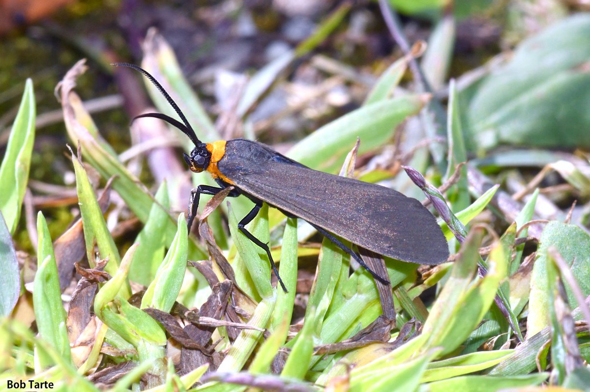 Yellow-Collared Scape Moth from last summer. I edited this in Affinity Photo 2, which I am using now instead of Adobe Photoshop, because with my new Mac I would have to pay a monthly fee for the latest version of Photoshop. Nope. Won't do it.