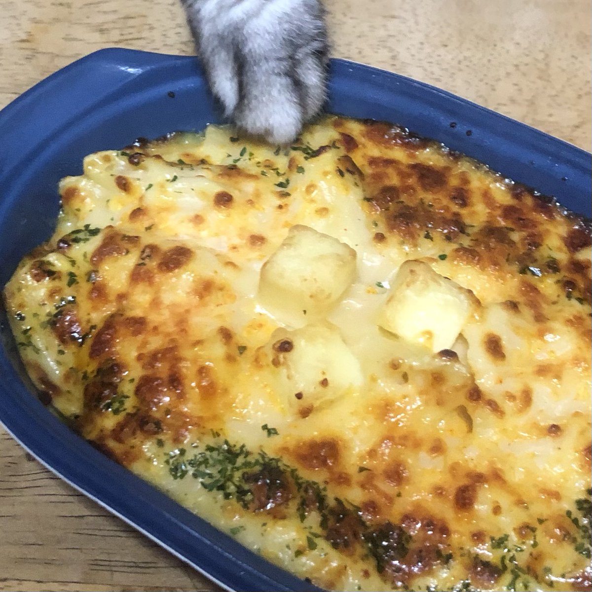 gojyadappe's tweet photo. うちの猫は人の食べているものを欲しがるんですよ(絶対に食べさせないけど)
どれくらい卑しいか！
猫避けのトゲトゲなどものともせず、テーブル上の食材に手を出してくるのだ┐(-｡ｰ;)┌
#ねこ https://t.co/5m9hBkDFIR