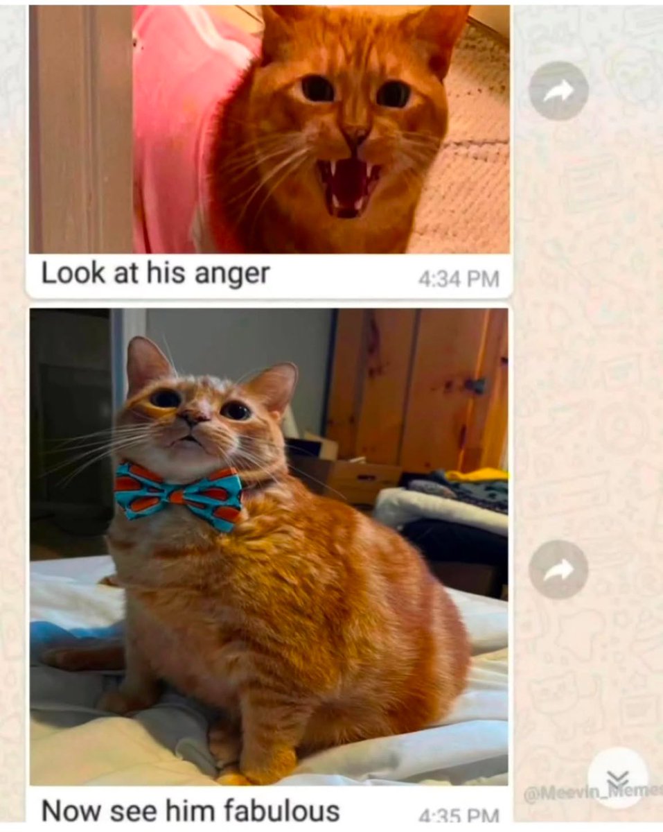 Punch Cat (@punchingcat) on Twitter photo 