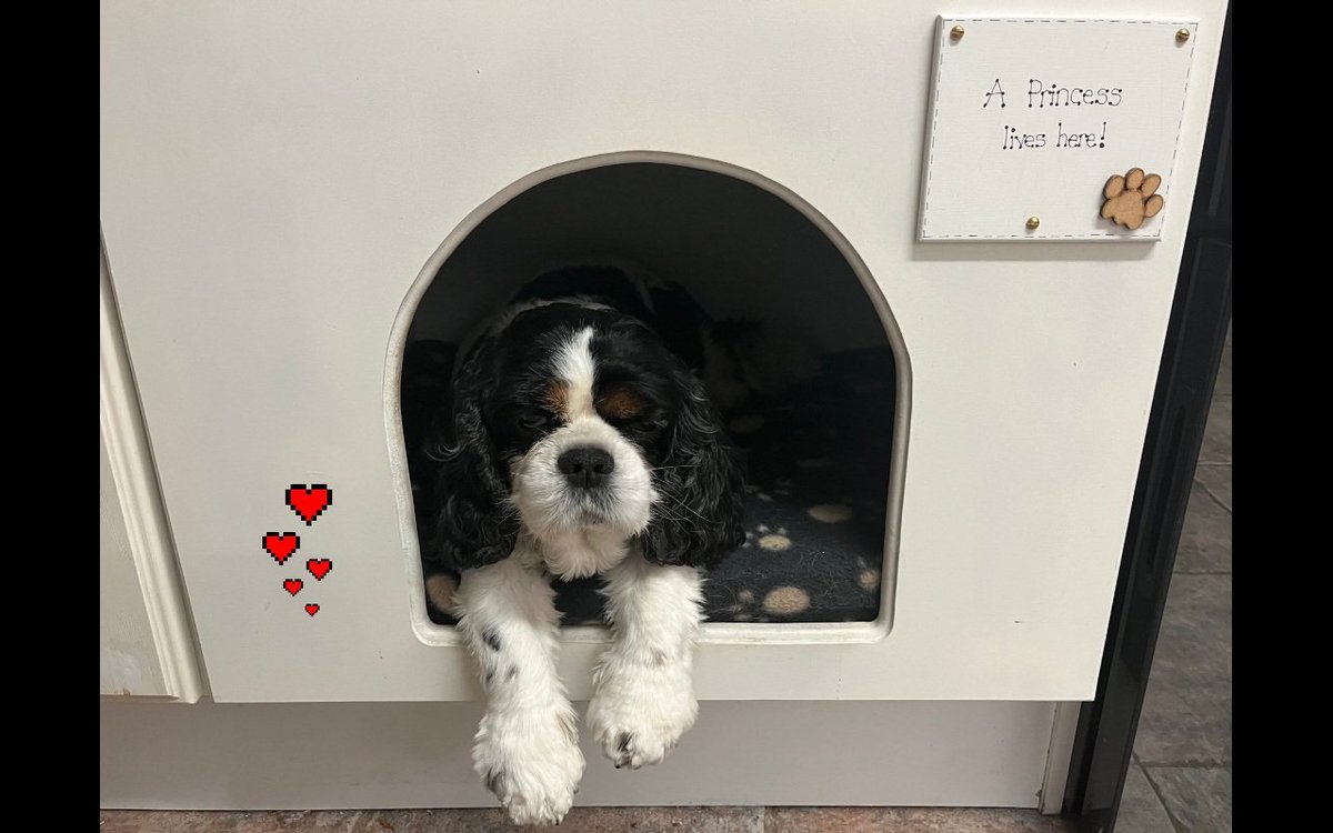 MelissaMillar30's tweet photo. #RememberingPL
Dearest Princess, your friendship has meant the world to us & know that we'll keep you in our hearts always.❤ As you cross 🌈OTRB, ��Rossi & the #RainbowCavPack will be there waiting fur you, Sweetheart- wiff treats!❤❤
Luffs & hugs😢❤❤🐾 https://t.co/tiNDCdI6TA