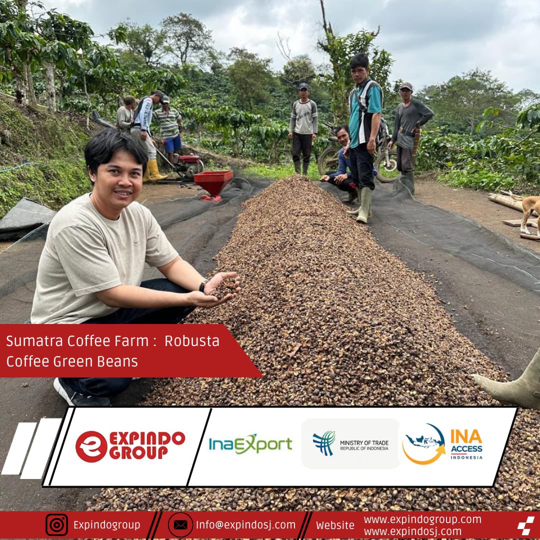 expindogroup's tweet photo. From the lush coffee farms of Lampung, Sumatra, Expindo collaborates with local farmers to bring the finest beans to the world. Together, we support sustainable practices and empower communities. 🌱☕ #ExpindoGroup #IndonesianCoffee #Sustainability #coffee #coffeesuppliers https://t.co/Rd3F9CtmvE