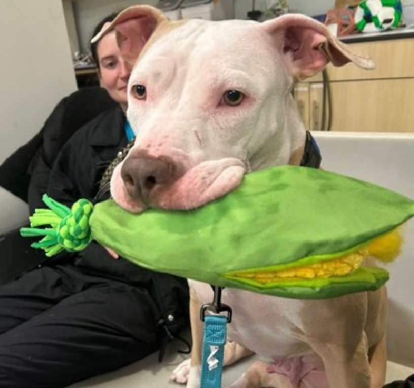 Morgan Fairchild's Dogs tweet media