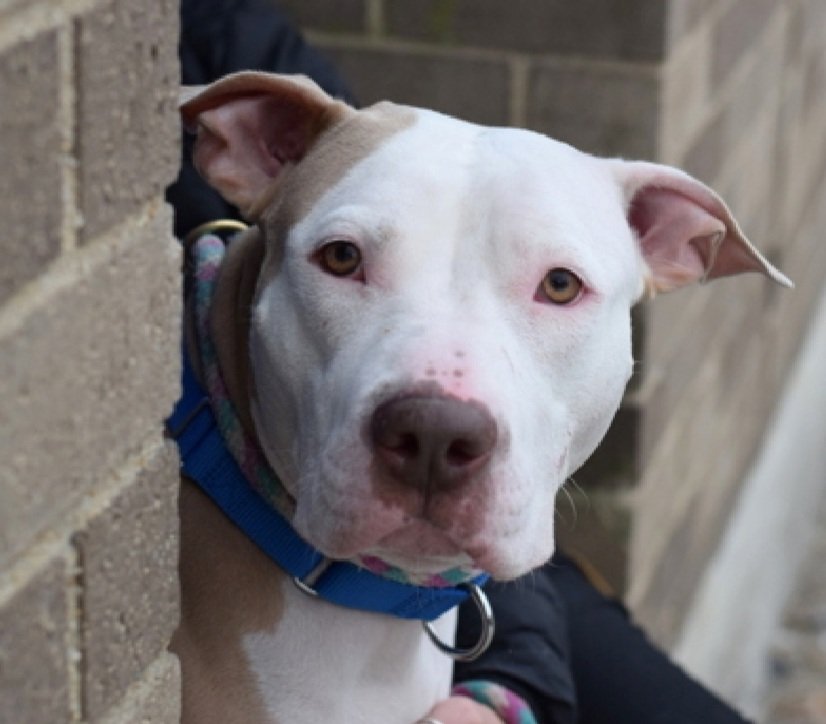 Gi Gi 216036
Listed TBK 12/24
#NYCACC 
Sweet 2 yr old girl
Given up for homelessness, but checked on by family who love her
Social with staff
Please help Gi Gi survive!
nycacc.app/browse/216036
#Pledge4Rescue #foster #adopt