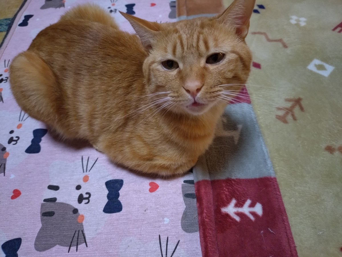 きむさん tweet media