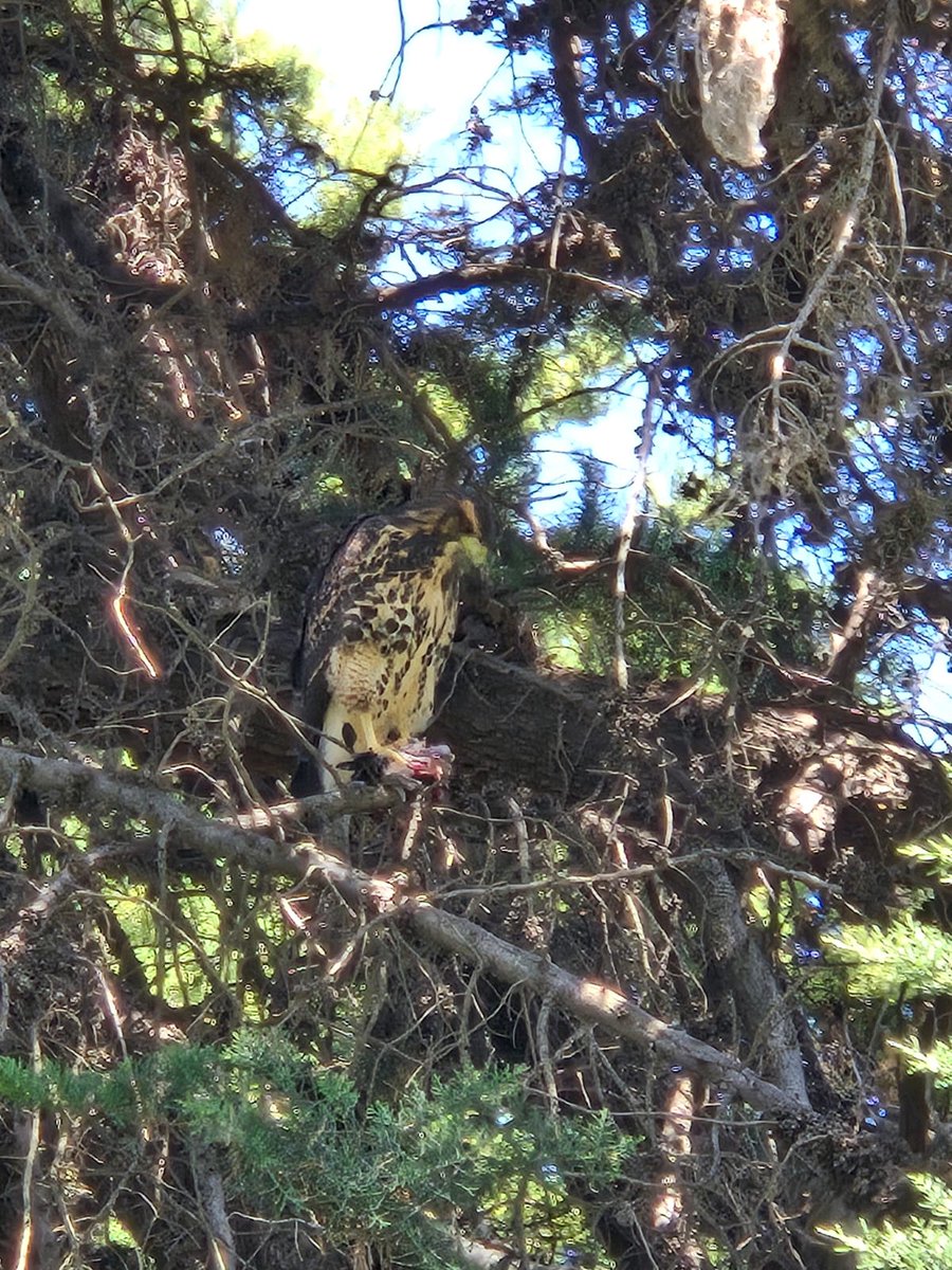 Gavilán sub adulto con presa, en Parque Mujica, Urquiza. Y cómo una especie plástica, con menú diverso al alcance de las garras, se ha vuelto abundante en la zona. Foto <a href="/ClaudiaBLongo/">Claudia Longo 🇦🇷 #Essen</a>