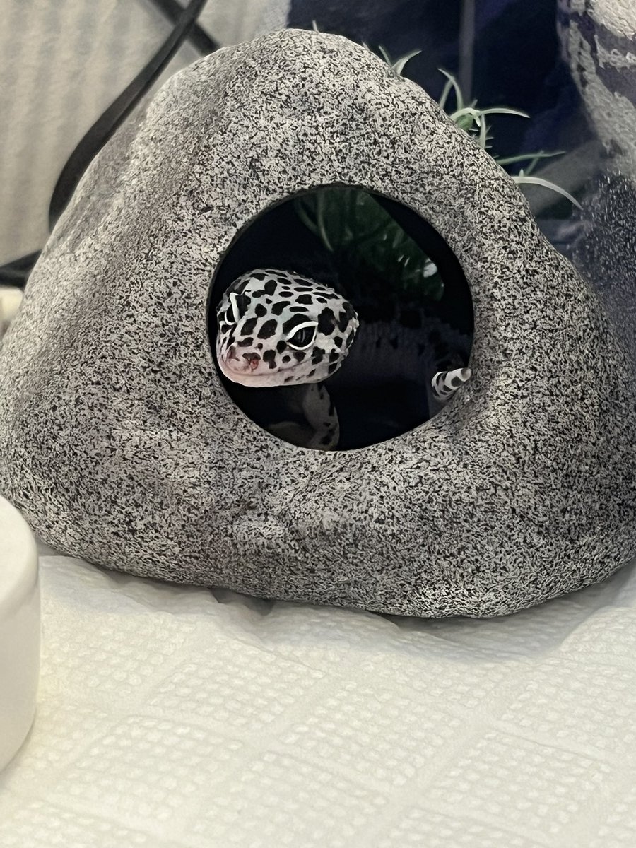 32mf3c's tweet photo. シェルターを新調しました！
今日のレオパ https://t.co/u2ZwXgBLNK