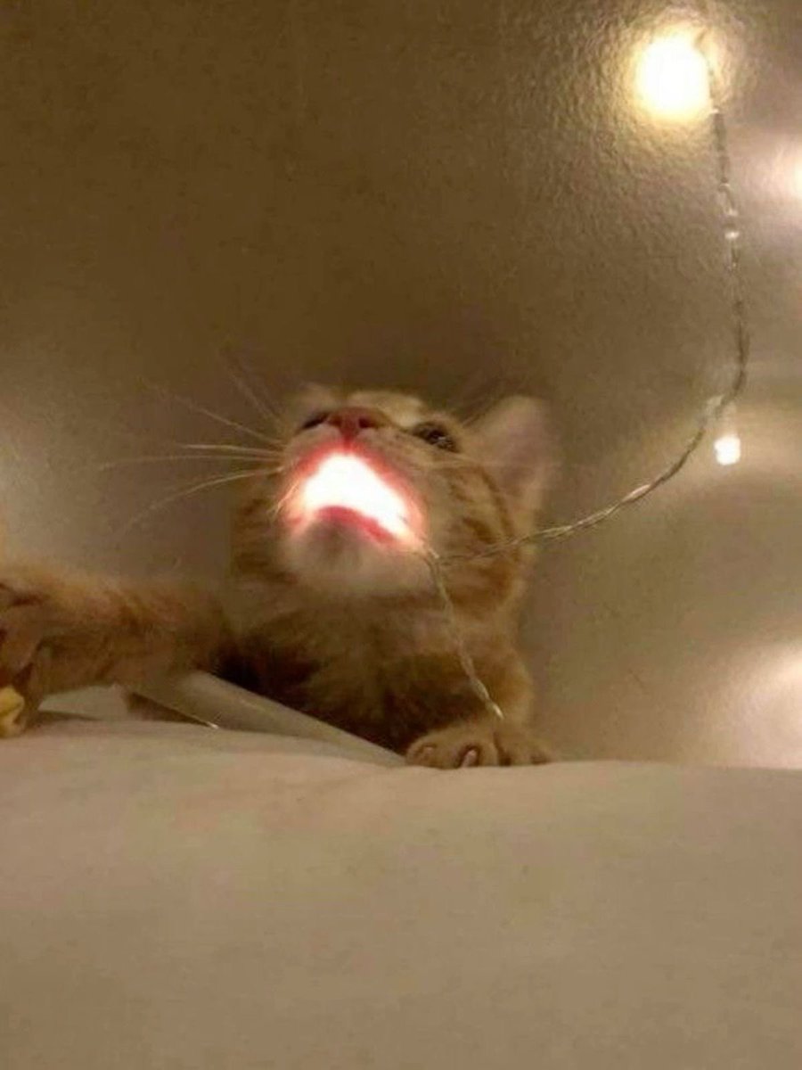PunchingCat's tweet photo. my mom: be careful the food is hot

me: https://t.co/Pe5Elq0F4q