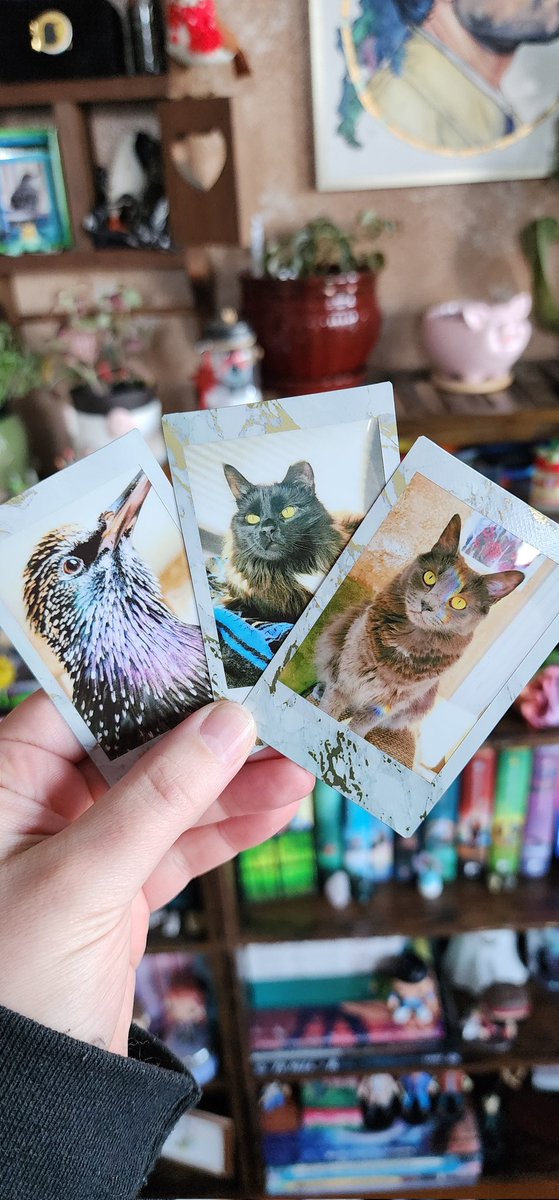 KayRoseBee's tweet photo. December 22, 2024
357/366
All my babies
π
#Project366 #Project365 #photooftheday #EinsteinTheStarling #DeanTheCat #CasTheCat #catstiel #starling #birds #cats https://t.co/sHBGC4kSpu