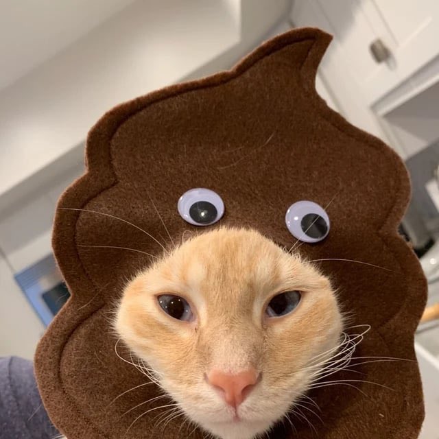 $POU 

fits the current animal+shit meta perfectly. 
I paid dex for this since I think it’s funny. 

20k mcap rn on pf. 

FSZUkgu4Myhu1Kg6PzRpVZhSaQSSWLUFrFW1udvNpump