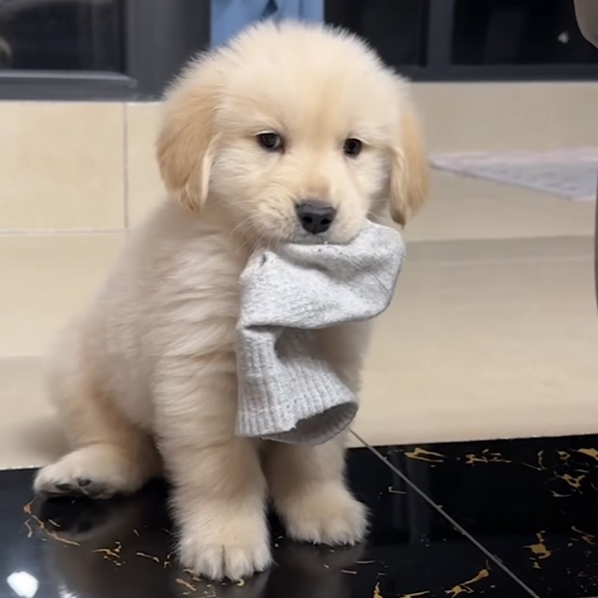 puppies_video's tweet photo. So cute puppy https://t.co/nAStYZghgh