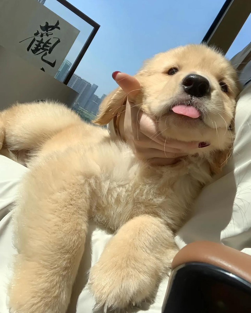 puppies_video's tweet photo. So adorable puppy😂🥰 https://t.co/PjQPcyT3jX