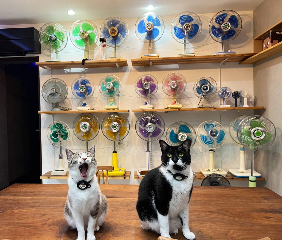 後ろの扇風機が気になる」と沢山の方に言ってもらえてるので、ご説明を