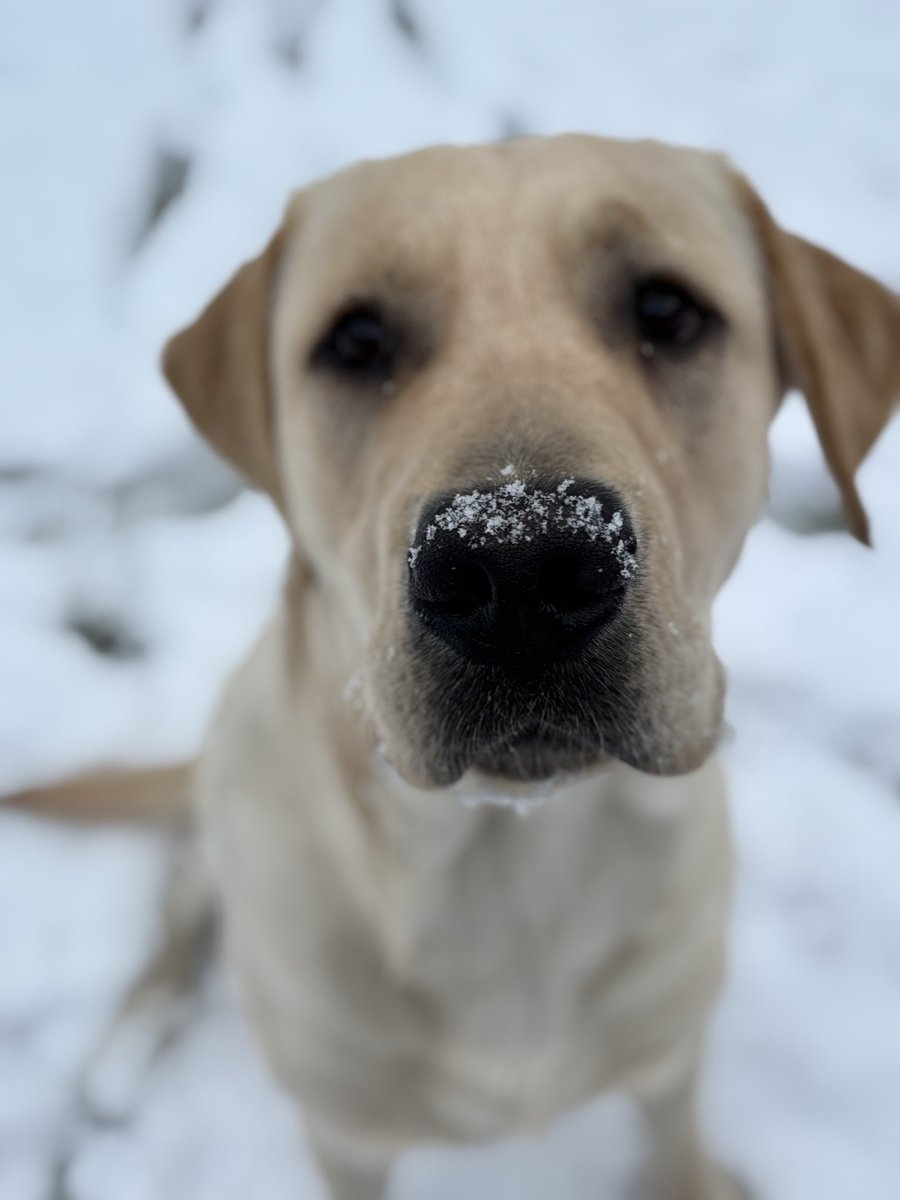 MetsVetDog's tweet photo. Thereβs snow place like home for the holidays! βοΈπ #12DaysofBuddy https://t.co/SeWPQxdJEx