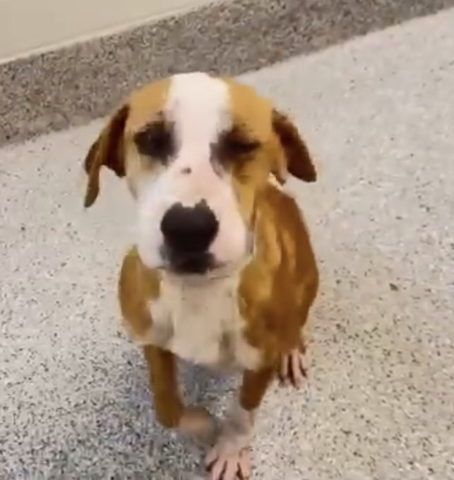 psychicwhisper3's tweet photo. 🆘🎄🆘❄️🆘⛄️🆘⏰🆘⏳🆘
🍪 BISCUIT 14 Months Early Signs of CIRDC😭
Treeing Walker CoonHound🥰Adores People
& Dogs❤️Her Last Day Today 12/23📕⏳
Plz #Pledge2Save #Foster #Adopt🙏
Location: Harris County Pet 612 Canino Rd
#TX ☎️281-999-3191 ID NO #A627418 https://t.co/bfRzsHtxZv