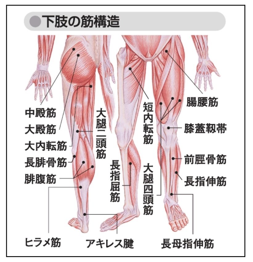 syafuhoko's tweet image. 下肢の筋肉苦手民が重宝してる画像たち‼️割と出る気がするから覚える‼️💪💪🏻💪🏼💪🏽💪🏾💪🏿