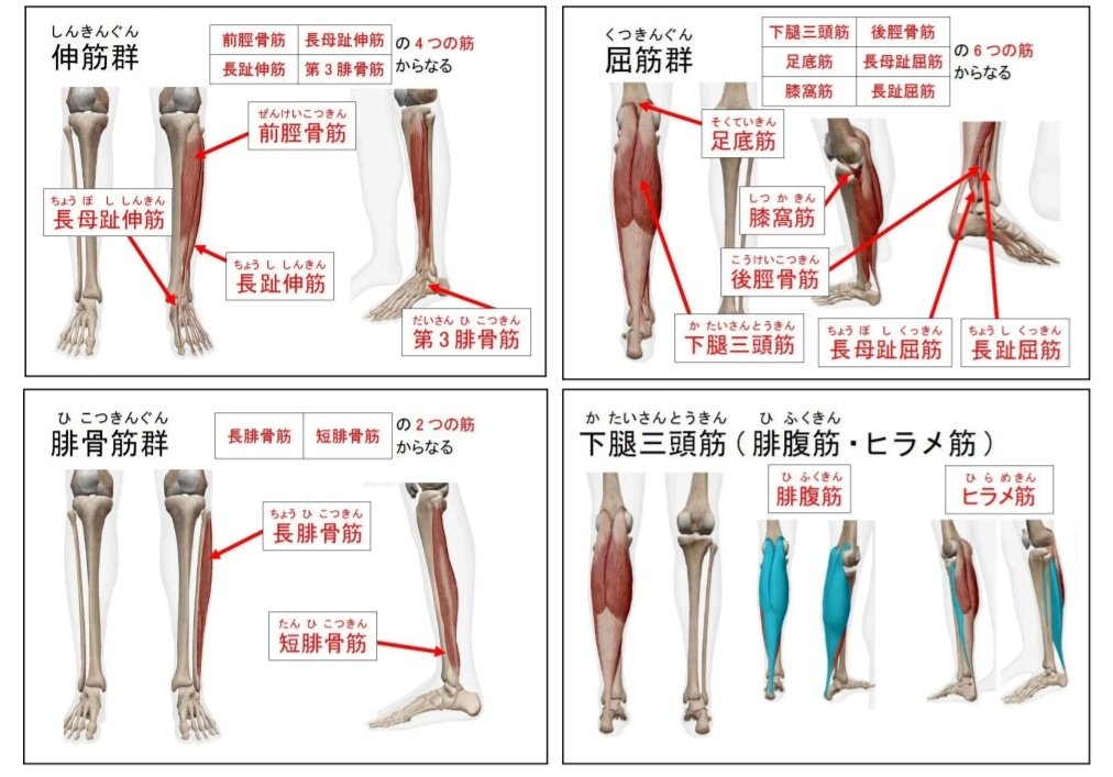 syafuhoko's tweet image. 下肢の筋肉苦手民が重宝してる画像たち‼️割と出る気がするから覚える‼️💪💪🏻💪🏼💪🏽💪🏾💪🏿