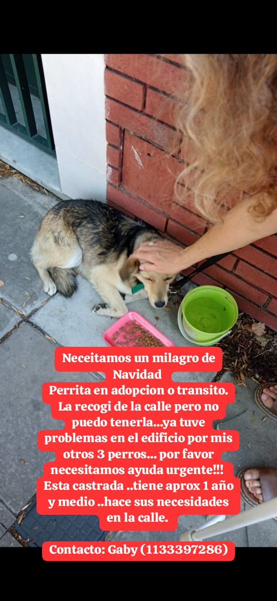 Tabyta201's tweet photo. 🚨TRÁNSITO O ADOPCIÓN RESPONSABLE. PERRITA DE 1 AÑO. PARA MÁS 👉INFORMACIÓN SOLO POR WHATSAPP GABY 1133397286 https://t.co/5kGgBQwM6v
