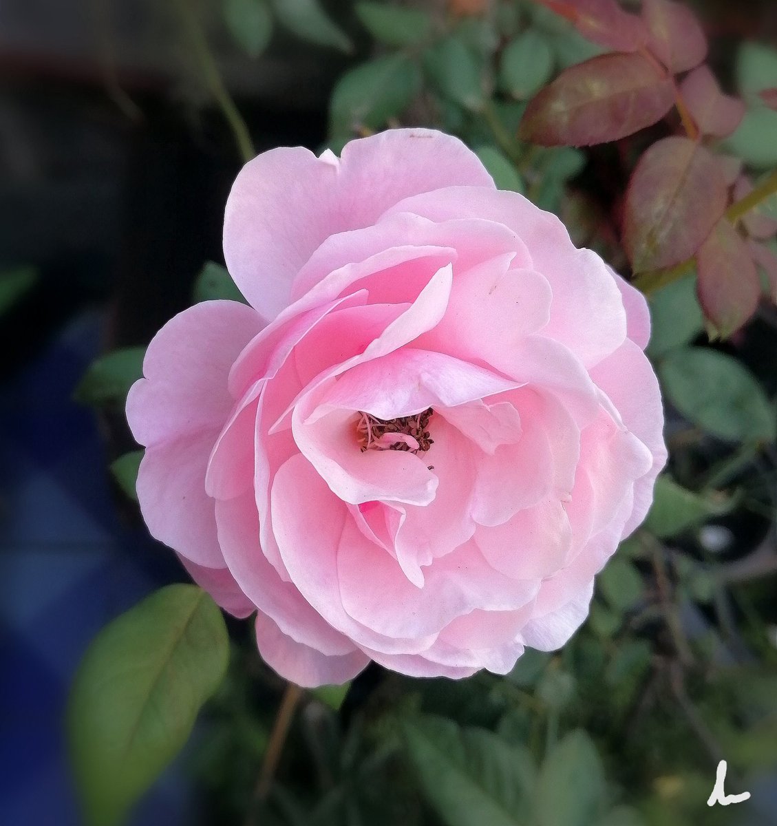 GM​ วันนี้​ดอนเมือง 20 องศาค่ะ🌹🌿😊