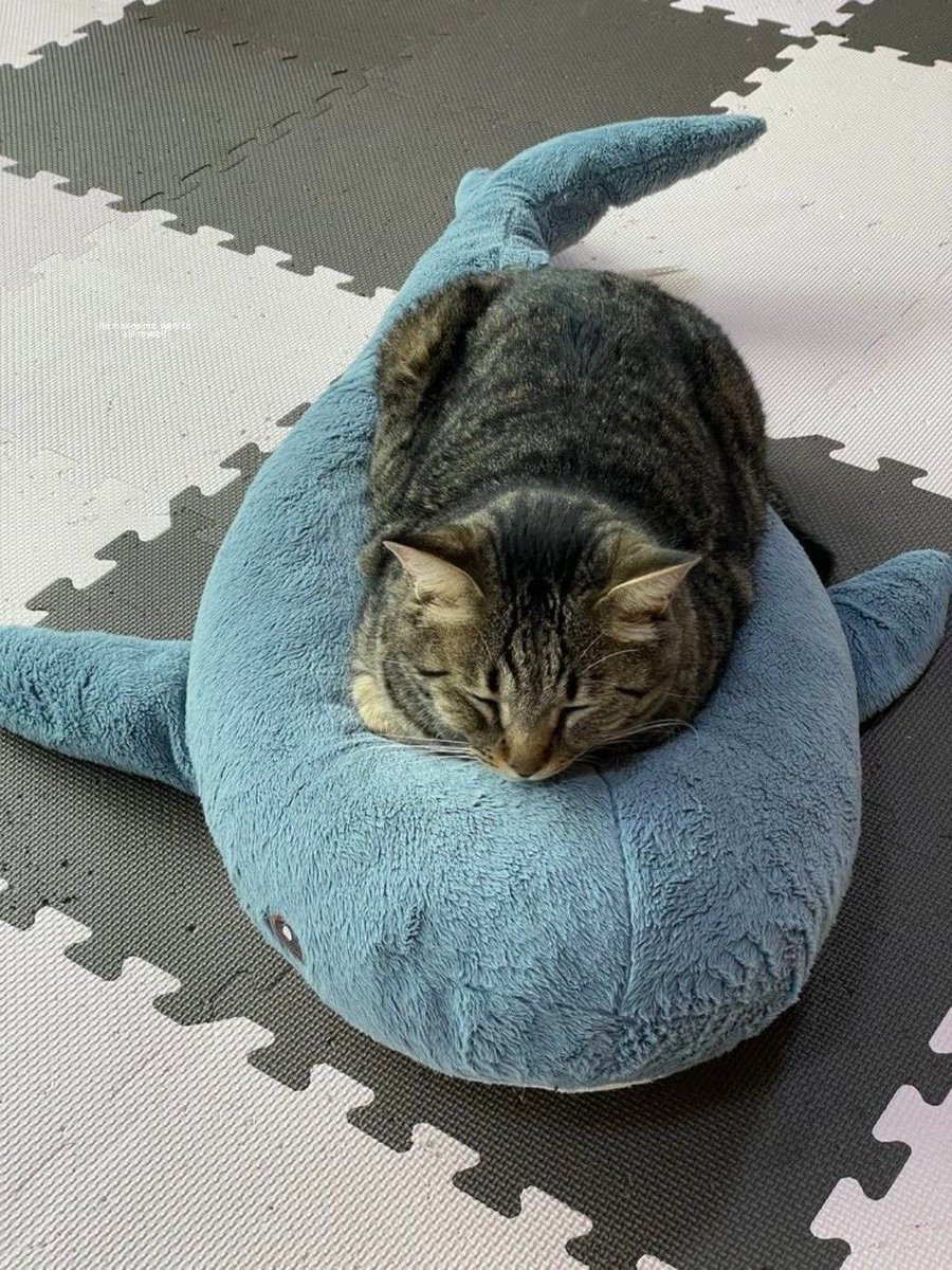 Susan Kulstad tweet media