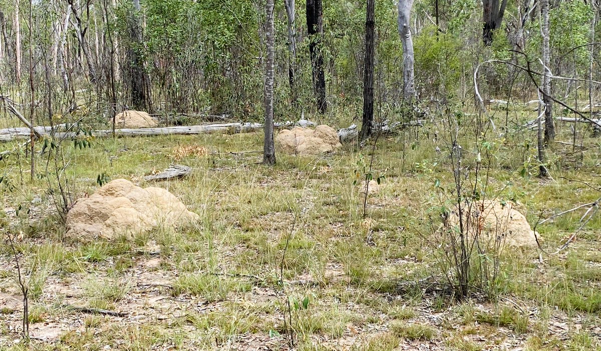 gregrobertsqld's tweet image. More on the gorgeous, extinct Paradise Parrot of Australia #birds #birding #birdwatching  sunshinecoastbirds.blogspot.com/2024/12/the-lo…