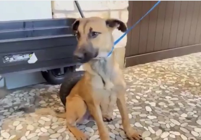 psychicwhisper3's tweet photo. 🆘🎄🆘❄️🆘🎅🆘🛷🆘☃️🆘
🧁NUTMEG 6 Months Old💔#A628762
🔥Been In Shelter 2 Months NOW Shelter
Has An SOS Out ?🏃♀️Fully Recovered From
Pneumonia & Want Her Out The🚪Or By☠️
Needs A🏡For🎄🙏Plz #Pledge2Save
#Foster #Adopt Harris County Canino Rd #Houston #TX ☎️281-999-3191 🏃♀️🎅 https://t.co/WQUXmUU4PP