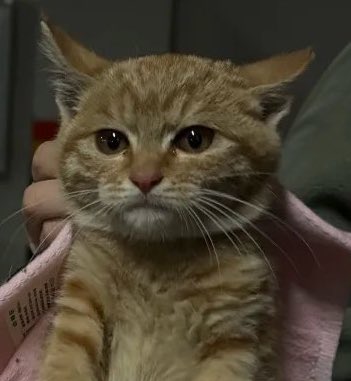 𝕂𝕚𝕥𝕥𝕪 🇲🇽 tweet media