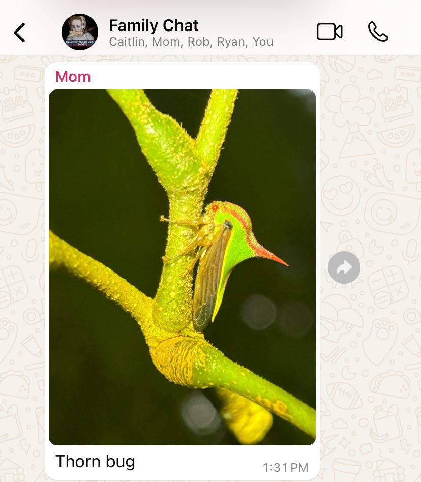 My parents are on vacation in Costa Rica and this is how my mom has been updating the family group chat