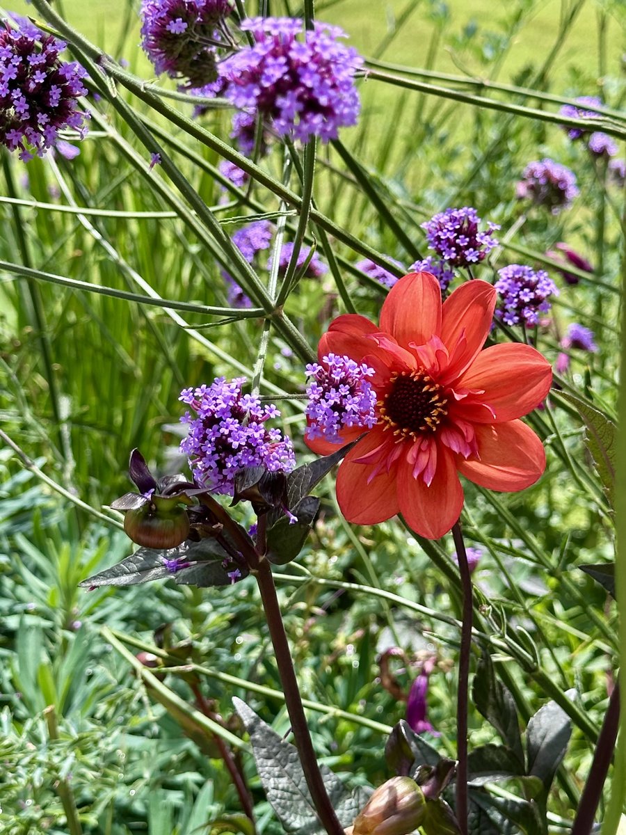 david galler tweet media