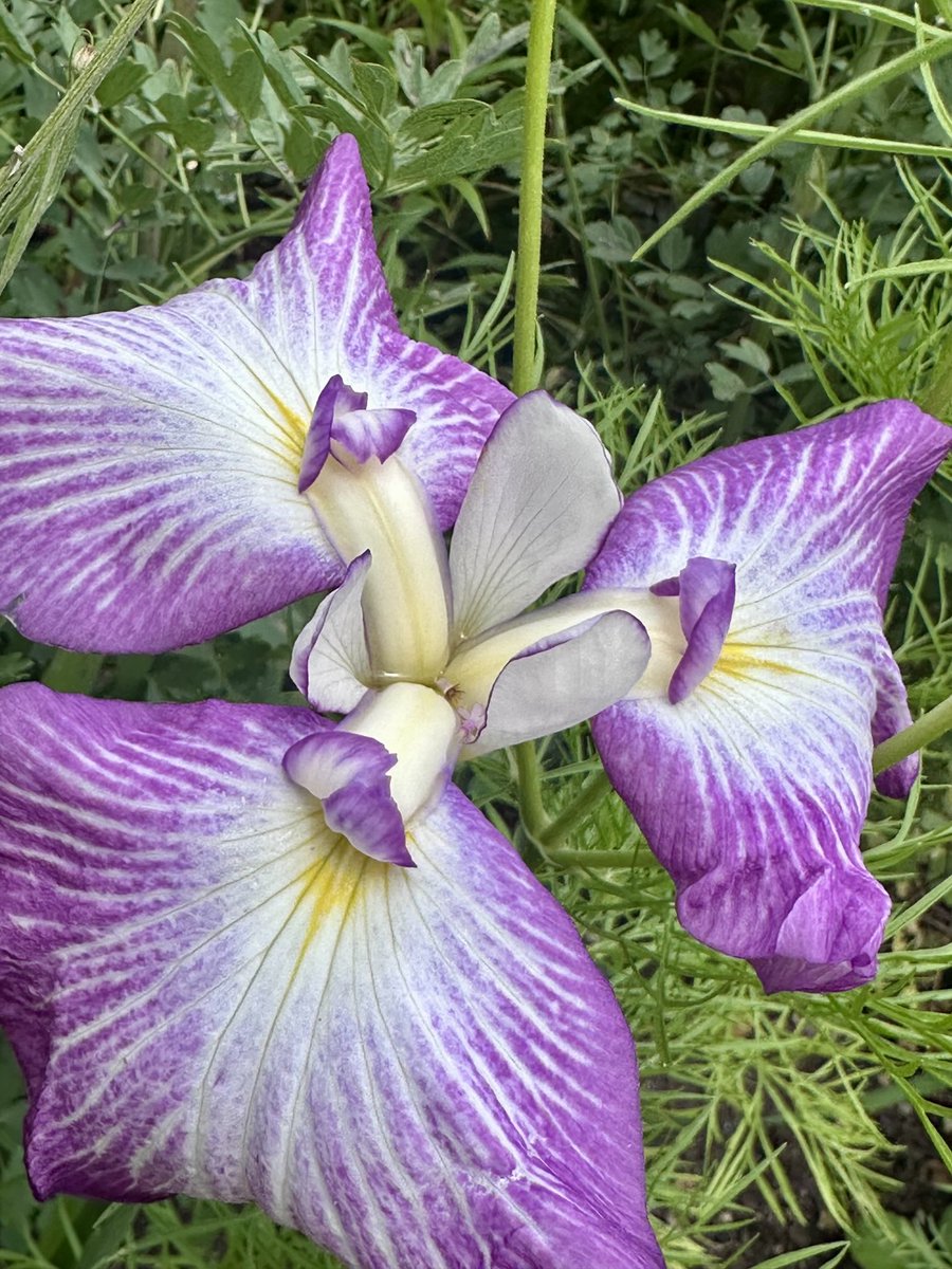 david galler tweet media