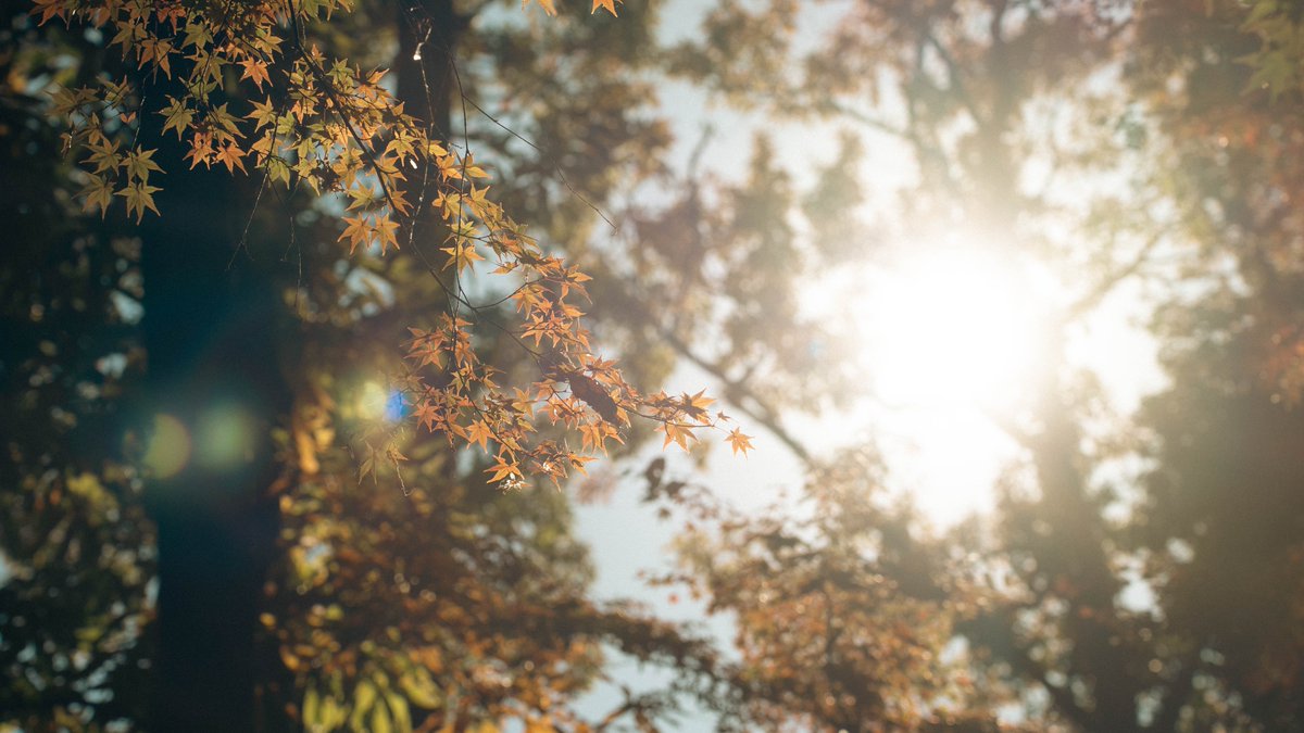 Antmentuber's tweet photo. 今年の秋は短い気がした。

#東京カメラ部
#photograph https://t.co/GC8wADb5zT