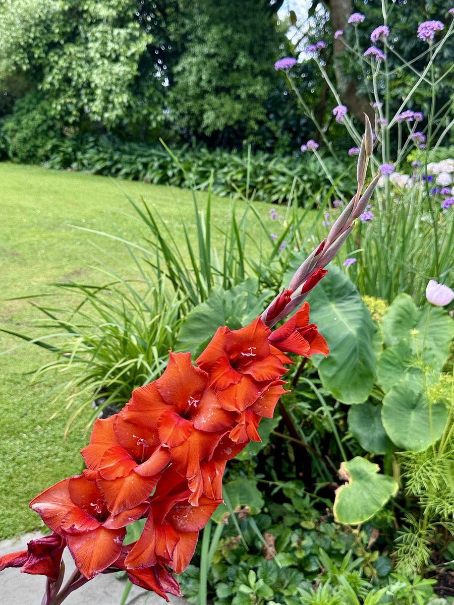 david galler tweet media