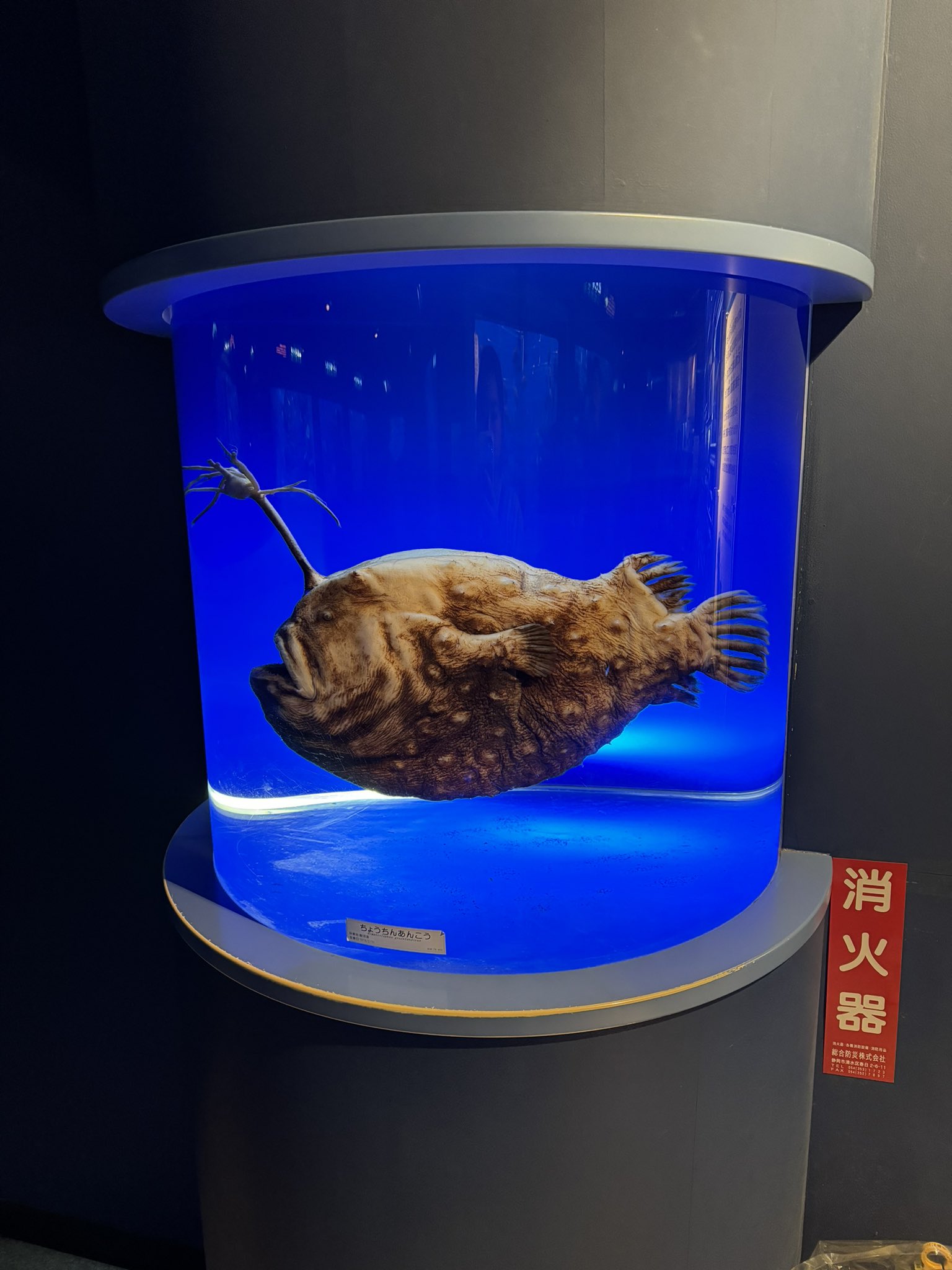 ❌水族館好き(❁ᴗ͈ˬᴗ͈)水族館の生き物 水族館の美しい生きものたち ―Aquarium Gradation― | 銀鏡