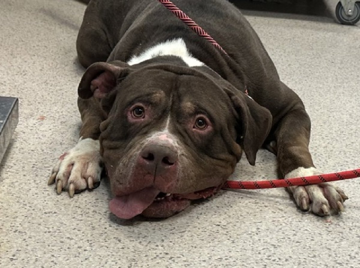 90+ lb, 2-y/o Barkington looks like he is dying but he is ok, just ACC could not be bothered to give him a better pic. Left behind after owner evicted. Waggy, earned 2nd best behavior. Has dermatitis &amp; ear inflection. Need foster offer &amp; new pics by 12/24: nycacc.app/#/browse/216683