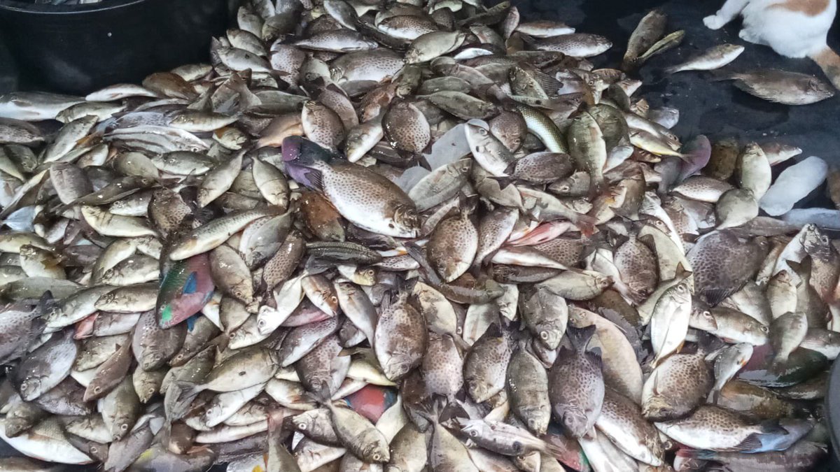 NellyUyey's tweet photo. Selasa (03/12), Nelly Safitri, Luhkan KuTim, KUB Mutiara Laut Desa Teluk Singkama, Lapor tangkapan Ikan Baronang 24kg, Bawis 12kg, ketamba 18kg, Campuran 10kg, harga jual 10rb-65rb/kg, Alat tangkap Jaring
#Luhlapor #GiatLuhkanSatminkalTegal #KuTim #Tangkap https://t.co/TiVwgRevmw