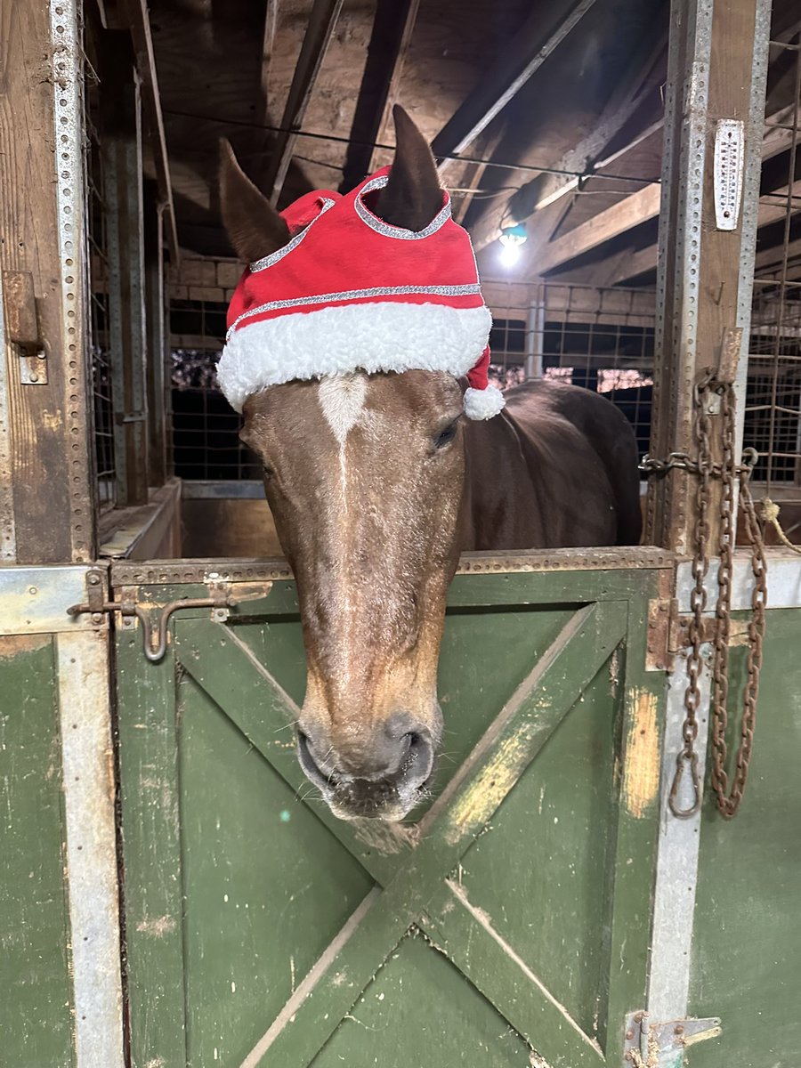 ltgrusselhonore's tweet image. Big Red Sends Merry Christmas and Happy Holidays!