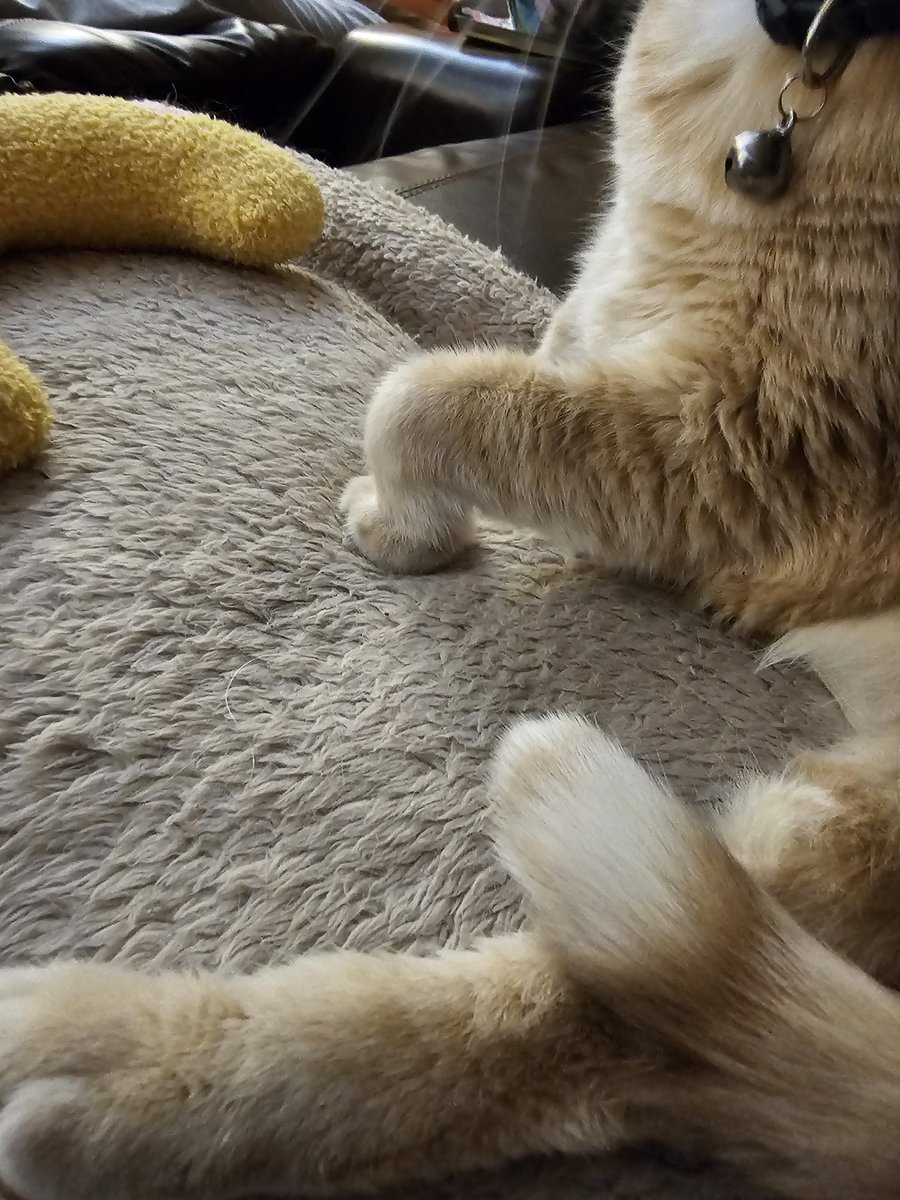 TheDukeOfPurr's tweet photo. #sundayfunday fancy paw! I had the staff giggling with my paw frozen like this for a few minutes after I had some nip 😸.

#miniaturelion #huskydumpling #cats https://t.co/3n7rcmM3s7