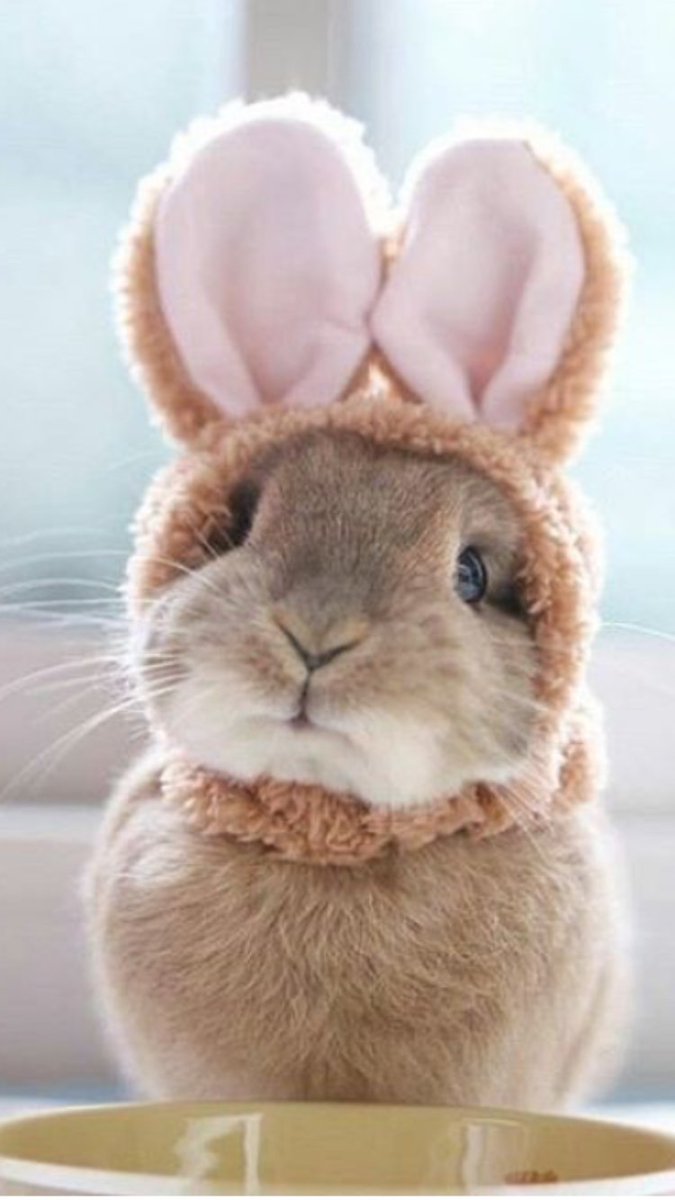 RabbitEveryHour's tweet image. 